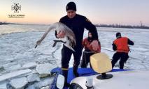 В Днепре спасали двух лебедей, которые вмерзли в лед посреди водоема (ВИДЕО)
