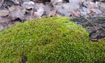 У Днепра, где раскинулся нетипичный лес, заметили краснокнижные березы с двумя стволами (ФОТО)