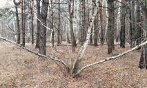 Поблизу Дніпра, де розкинувся нетиповий ліс, помітили червонокнижні берези зі двома стовбурами (ФОТО)