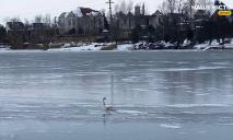В Днепре спасли вмерзшего в лед лебедя