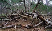 «Месть» природы: вблизи Днепра на мужчину убило дерево, которое он пилил на дрова