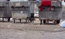 В Кривом Роге неизвестные привязали собаку к мусорному баку