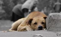 Домашний пес умер в муках: в Днепре на одном из жилмассивов снова активизировались догхантеры