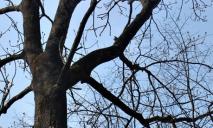 У Дніпрі котик заліз на величезне дерево та заплутався нашийником у гілці: що з ним