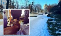 У Дніпрі змерзлий пес мандрує тролейбусами з пересадками
