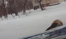 Возле Днепра подскользнувшийся дедушка не мог встать и замерзал посреди дороги (ВИДЕО)