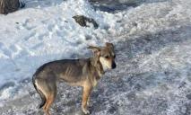 В Днепре женщина приютила беспризорного щенка из Киева, а затем выбросила его на мороз