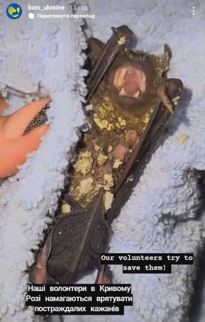 Новости Днепра про У Кривому Розі під час заміни вікон піною замурували кажанів, які оселилися у щілинах: що з ними