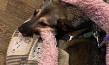 У Дніпрі шукають поранену собаку, яка втекла після нападу сусідського стафа