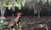 У Дніпропетровській області популяція хижих лисиць зросла у 2,5 рази