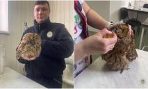 На Днепропетровщине полицейский спас редкую сову, которую сбил автомобиль
