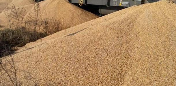 В Польше неизвестные высыпали украинское зерно из 8 грузовых вагонов: повреждено 160 тонн