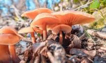 Житель Днепра заметил в своем саду необычные зимние грибы (ФОТО)