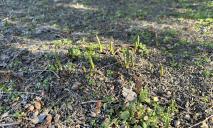 У парках Дніпра через аномальне тепло у лютому виросли тюльпани (ФОТО)