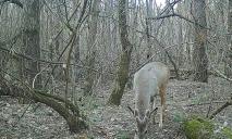 В лесу в окрестностях Днепра заметили редкого рогатого зверя (ФОТО)