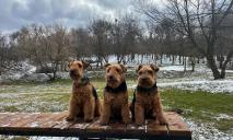 В одном из парков Днепра теперь можно тренировать собак