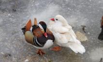 Уточка-альбинос и цветная мандаринка: в Днепре заметили яркую птичью парочку (ФОТО)