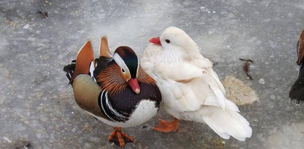 Уточка-альбинос и цветная мандаринка: в Днепре заметили яркую птичью парочку (ФОТО)