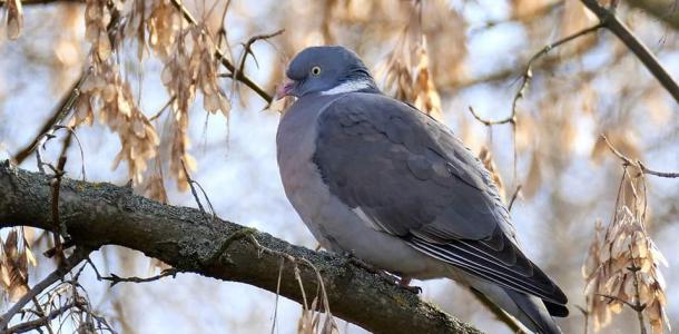В Днепре заметили самого большого «утко-голубя» Европы (ФОТО)