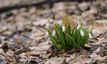 Весна поспішає: в одному з міст Дніпропетровщини вже зацвіли перші підсніжники (ФОТО)