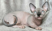 Как выглядит котенок за 55 тыс грн на продажу в Днепре: в «голубой шубке» и откликается на «Світ Маршмеллоу» (ФОТО)