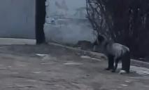 У центрі Дніпра знову помітили чорно-буру лисицю (ВІДЕО)