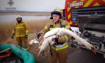 На Днепропетровщине спасли лебедя, который примерз ко льду