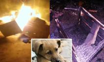 Військовий діставав з вогню: у Кривому Розі невідомі підпалили собачі будиночки