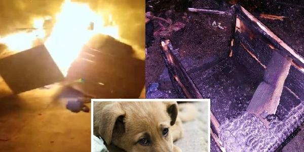 Военный доставал из огня: в Кривом Роге неизвестные подожгли собачьи домики