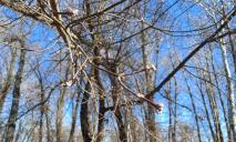 У Дніпрі – вже весна: на косі на Перемозі на деревах розпускаються бруньки (ФОТО)