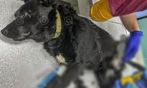 У Дніпрі потребує допомоги пес Блек зі зламаними лапами, який постраждав від рук людей