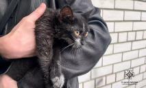 В Днепре из пожара на Крутогорном спуске чрезвычайники спасли кота