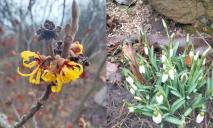 В ботсаду Днепра цветут кусты «ведьмского ореха» и первые подснежники (ФОТО)