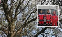 У Дніпропетровській області нетверезий чоловік звалився з 5-метрового дерева