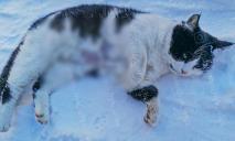 Усе тіло в переломах: у Дніпрі знайшли котика, якого побили та кинули помирати на пустирі