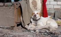 У Дніпрі пес, який повернувся до руїн понівеченого під час обстрілу будинку, розчулив мережу (ВІДЕО)