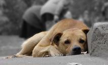 У Кам’янському масово потруїли десятки собак: зоозахисники б’ють на сполох
