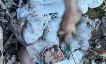 На Днепропетровщине у реки Орель выбросили кучу мертвых свиней
