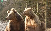 У Карпатах вже прокинулися ведмеді (ФОТО, ВІДЕО)