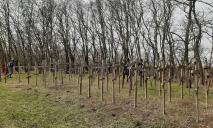 У Дніпропетровській області виявили таємничий ліс з десятками хрестів (ФОТО)