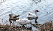У Дніпрі на озері ж/м Лівобережний оселилося поважне гусяче сімейство (ФОТО)