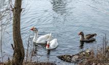 В Днепре на озере ж/м Левобережный поселилось почтенное гусиное семейство (ФОТО)