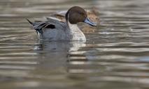 В Днепре необычная для этих краев птица наделала «кипишу» на озере в парке Глобы