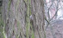 На Дніпропетровщині помітили птаха, який маскується під дерево та здаля нагадує мишу (ФОТО)