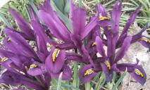 В ботсаду ДНУ в Днепре расцвели фиолетовые цветы, похожие на птиц (ФОТО)