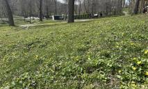 В Днепре в парке «Зеленый Гай» появились поляны первоцветов (ФОТО)