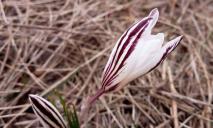 Самый изящный весенний цветок: на полях Днепропетровщины расцвел краснокнижный шафран (ФОТО)