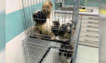 Волонтери з Дніпра рятують 25 собак, яких тримали для чорного розведення