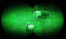 Пограничники Польши ловили на границе с Украиной стадо овец-рецидивистов (ВИДЕО)