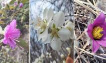В Днепре в ботсаду массово цветут миндаль, сон-трава и рододендрон (ФОТО)